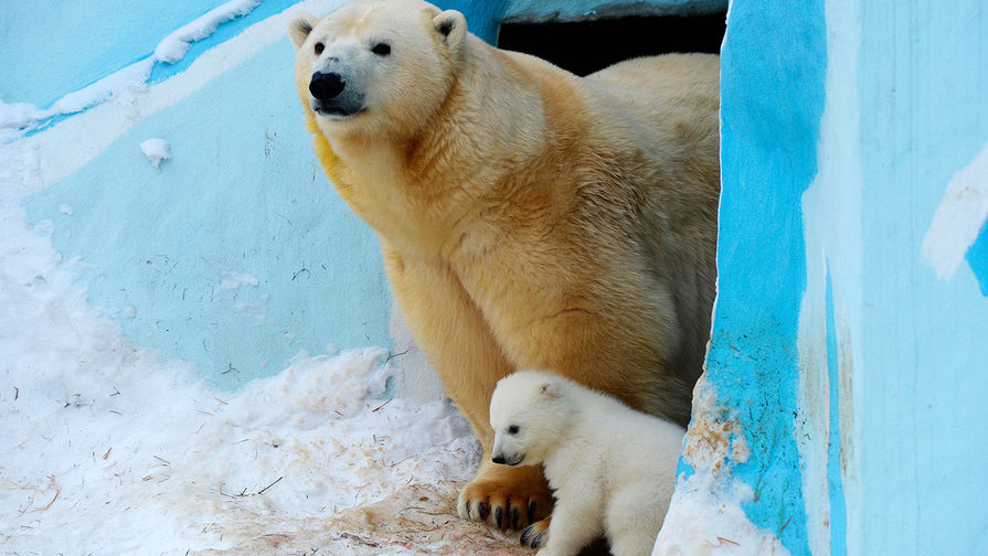 Белый медвежонок со своей мамой Гердой