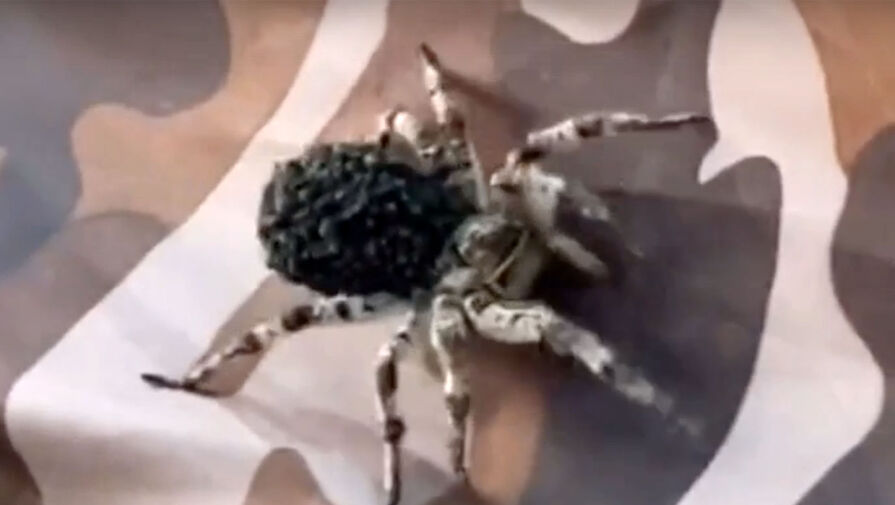 В Башкирии отдыхающих напугал огромный паук с детенышами на спине