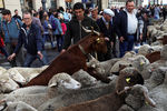 Во время ежегодного прогона овец через центр Мадрида, Испания, октябрь 2018 года