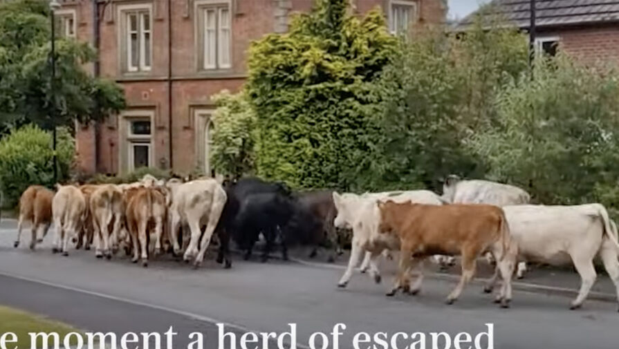 В Британии 45 сбежавших с фермы коров навели панику в городе