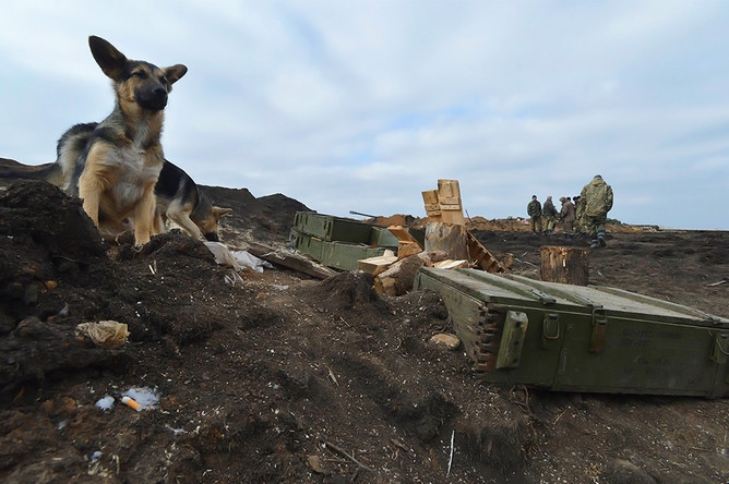 Бездомные собаки около позиции украинских военнослужащих недалеко от Донецка