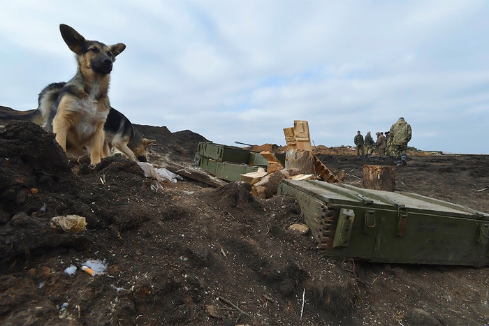 Бездомные собаки около позиции украинских военнослужащих недалеко от Донецка