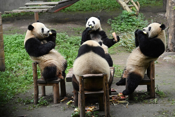 Гигантские панды в&nbsp;зоопарке Чунцина, Китай, 21&nbsp;мая 2023&nbsp;года