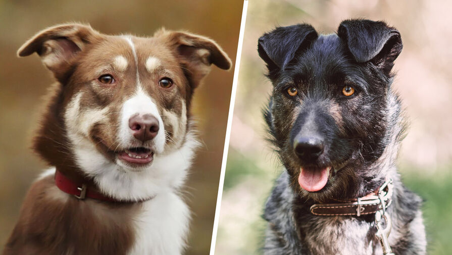 В Москве проходит выставка Всем по собаке для пристройства собак из приютов