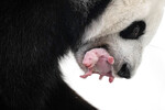 Первый в России детеныш большой панды родился в Московском зоопарке, 31 августа 2023 года