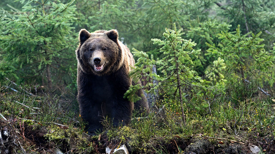 На границе с Ленобластью финский пограничник встретился с медведем