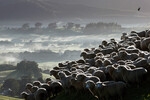 Сбор овец на ферме в Окленде, Новая Зеландия, 25 мая 2023 года