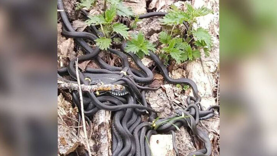 Россиянин нашел на улице гигантский клубок змей, греющихся на солнце