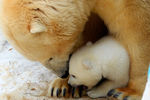 Белый медвежонок со своей мамой Гердой