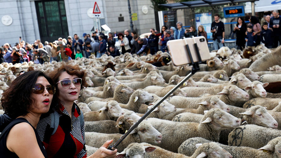 Во время ежегодного прогона овец через&nbsp;центр Мадрида, Испания, октябрь 2018 года