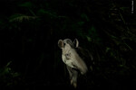 <b>Победитель конкурса в категории «Портреты животных»</b>
«Лицо леса». Тапир осторожно выходит из тропического леса в Сан-Паулу Бразилия 