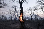 Дерево горит во время лесного пожара в Мандре, Греция, 18 июля 2023 года