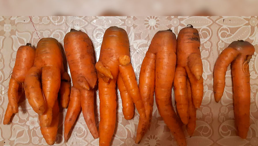 Морковки-монстры из Кузбасса поразили соцсети