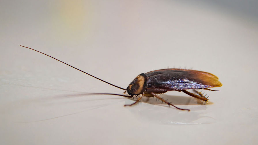 Американцам предложили назвать тараканов в честь экс-возлюбленных и убить