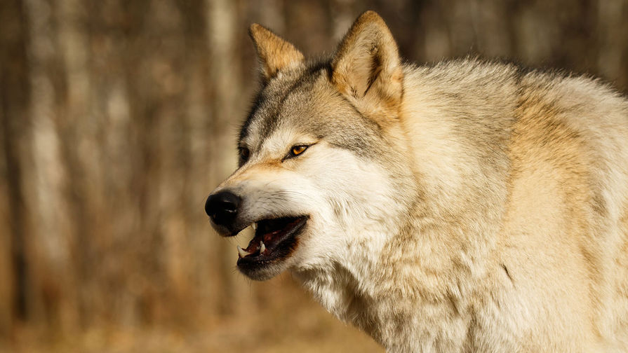 На женщину напали несколько волков во время прогулки по сафари-парку