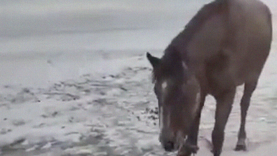 На Алтае пострадавшую в ДТП лошадь неделю держат на месте аварии
